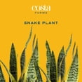 thumbnail image 3 of Costa Farms 10" Sansevieria Tropical Plant in Deco Pot, 3 of 9