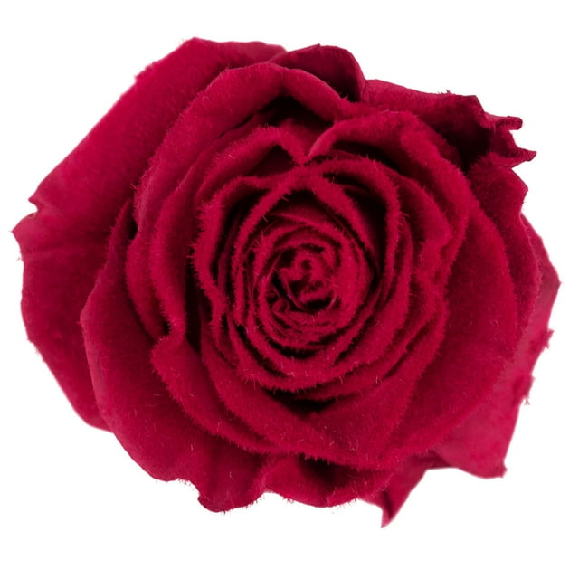 Member's Mark Farm Fresh Velvet Roses, choose color and stem count