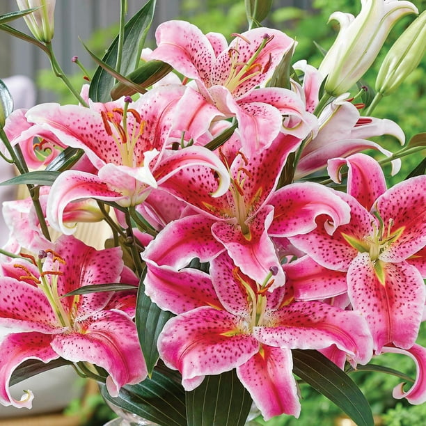 Lily Fresh Cut White Oriental Lily Flowers - 30 Stems : Target