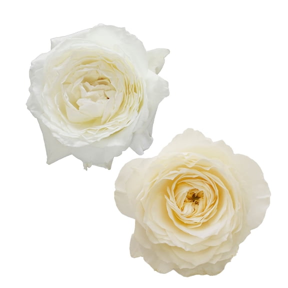 Member's Mark Garden Roses, 36 stems, Choose color variety