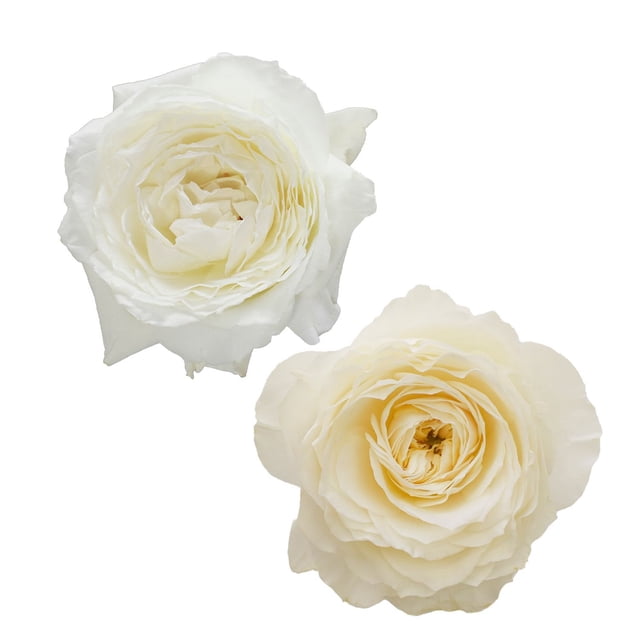 Member's Mark Garden Roses, 36 stems, Choose color variety
