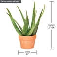 thumbnail image 4 of 6" Aloe and Jade in Clay Pot, 4 of 5