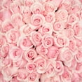 thumbnail image 4 of Member's Mark Ecuadorian Premium Roses, choose color variety and stem count, 4 of 6