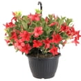 thumbnail image 1 of Costa Farms Live 12" Mandevilla Flowering Hanging Basket, 1 of 8