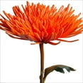 thumbnail image 1 of Member's Mark Painted Mums, 100 stems, Choose color, 1 of 2