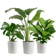 thumbnail image 1 of Costa Farms 10" Tropical Foliage Plant in Decorative Pot, 1 of 9
