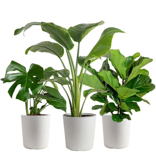 Costa Farms 10" Tropical Foliage Plant in Decorative Pot