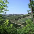 thumbnail image 2 of Roscato Rosso Dolce Sweet Red Wine, 750 ml, 2 of 5