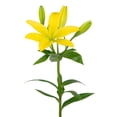 thumbnail image 4 of Member's Mark LA Hybrid Lilies, choose color and stem count, 4 of 8