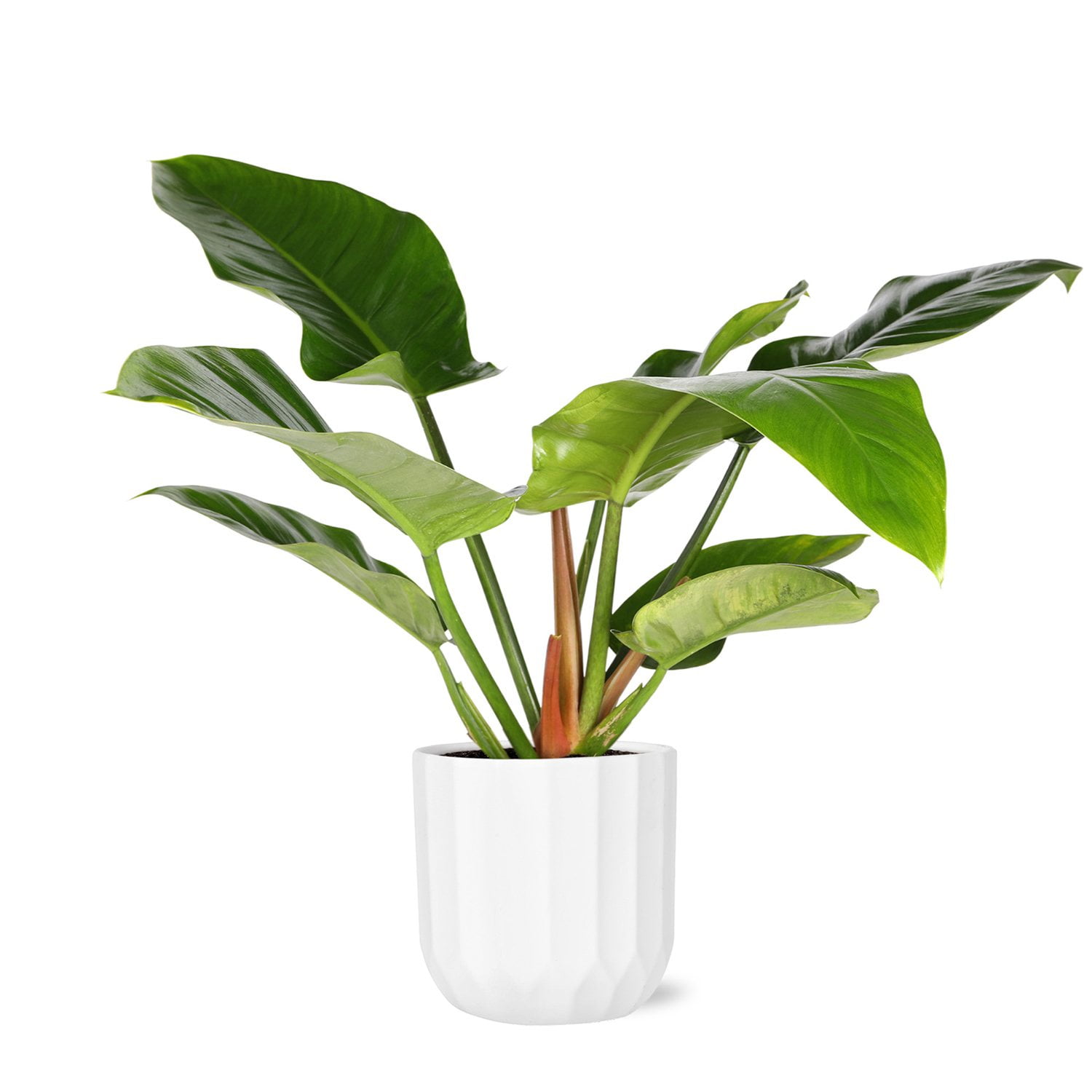 philodendron hederaceum 'lemon lime Philodendron Lemon Lime Hederaceum
