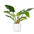 thumbnail image 1 of Live 8" Philodendron Imperial Green in Ceramic Pot, 1 of 4