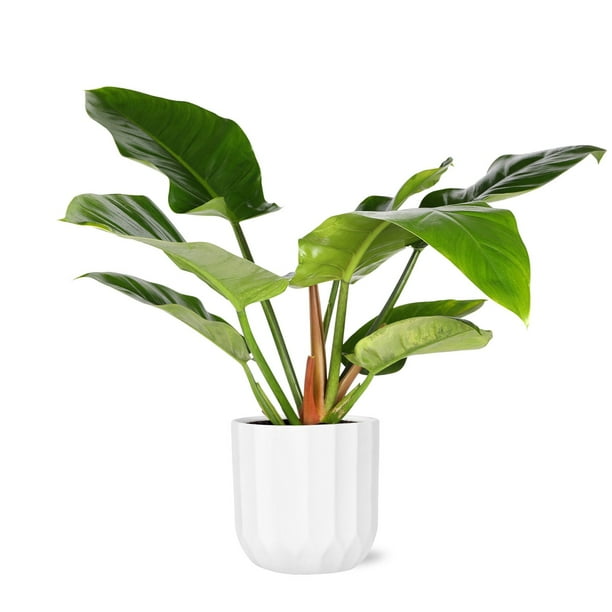 philodendron white princess mature Philodendron 'White Princess' – Foliage Factory main image 1