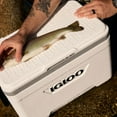 thumbnail image 11 of Igloo 25 QT Marine Ultra Ice Chest Cooler, White and Gray, 11 of 21
