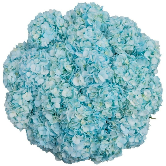 Member's Mark Color Enhanced Hydrangeas, 20 stems, choose color