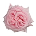thumbnail image 2 of Member's Mark Garden Roses, 36 stems, Choose color variety, 2 of 6
