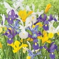 thumbnail image 3 of Member's Mark Dutch Iris Blend Dormant Bulbs, 70pk, 3 of 9
