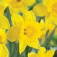 thumbnail image 5 of Member's Mark Daffodil Blooms All Spring Blend Dormant Bulbs, 40pk, 5 of 12