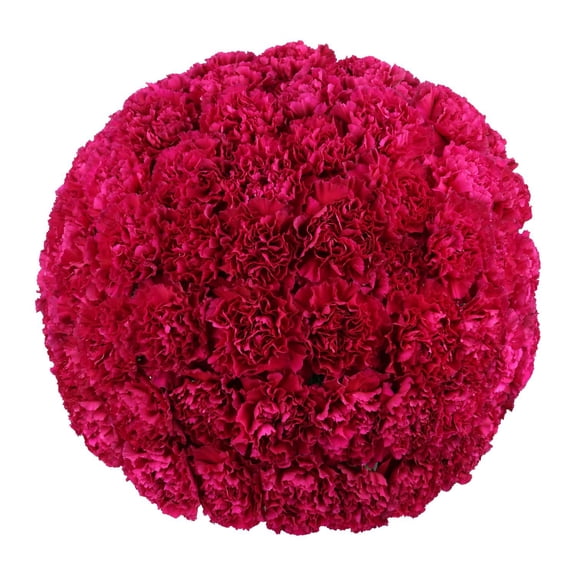 Member's Mark Carnations, choose color and stem count