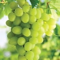 thumbnail image 3 of Member's Mark Grape Himrod White Seedless, 2pk, 3 of 9