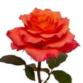 thumbnail image 2 of Member's Mark Garden Roses, 36 stems, Choose color variety, 2 of 6