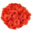 thumbnail image 1 of Member's Mark Gerbera Daisies, choose color and stem count, 1 of 1