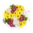 thumbnail image 4 of Member's Mark Euro Pom, color and variety may vary, 4 of 5