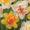 thumbnail image 4 of Member's Mark Daffodil Double Blend Dormant Bulbs, 30pk, 4 of 7