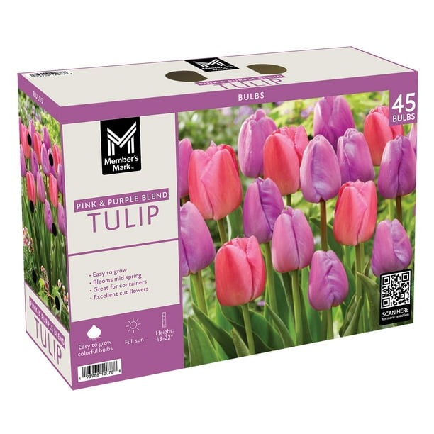Member's Mark Tulip Purple and Pink Blend Dormant Bulbs, 45pk