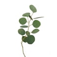 thumbnail image 2 of Member's Mark Silver Dollar Eucalyptus 40 stems, 2 of 5