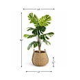 thumbnail image 5 of Artificial 5.5' Split Leaf Plant in a Neutral Handwoven Handled Basket, 5 of 5