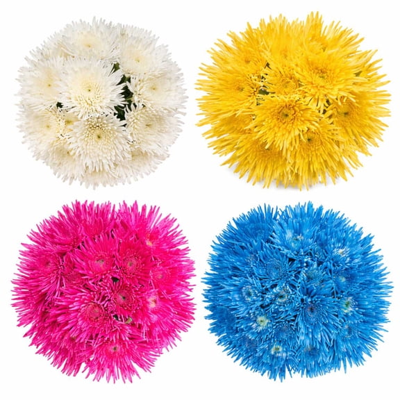 Member's Mark Mums Medley, 10 stems, color and variety may vary