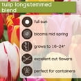 thumbnail image 6 of Member's Mark Tulip Longstemmed Blend Dormant Bulbs, 40pk, 6 of 9