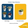 thumbnail image 1 of Live 6" Mother's Day Plant, Pink Foliage or Succulent Garden, 1 of 10