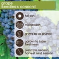 thumbnail image 6 of Member's Mark Grape Seedless Candice & Concord, 2pk, 6 of 10