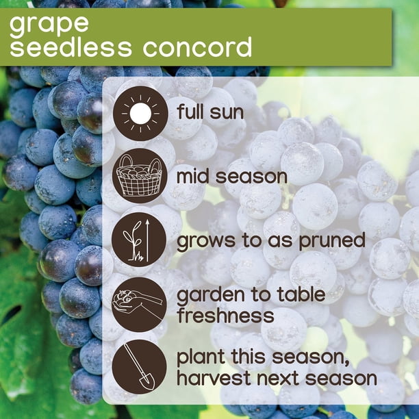 Member's Mark Grape Seedless Candice & Concord, 2pk - Samsclub.com