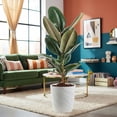 thumbnail image 4 of Costa Farms 10" Ficus Rubber Standard Plant in Decorative Pot, 4 of 10