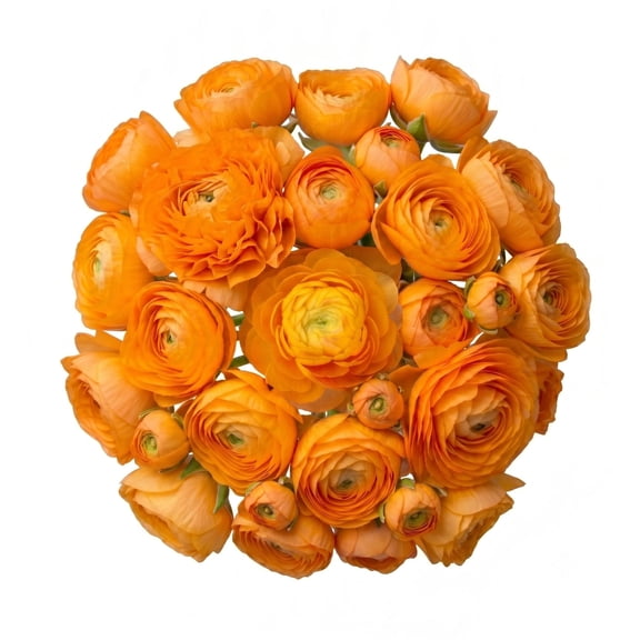 Ranunculus, 60 stems, choose color