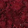 thumbnail image 3 of Member's Mark Painted Mums,  choose color and stem count, 3 of 6