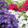 thumbnail image 4 of Member's Mark Garden Phlox Blend Dormant Bulbs, 8pk, 4 of 8