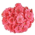 thumbnail image 1 of Member's Mark Gerbera Daisies, choose color and stem count, 1 of 4