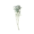 thumbnail image 3 of Member's Mark Enhanced Gypsophila, choose color and stem count, 3 of 5
