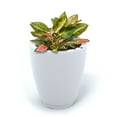 thumbnail image 2 of Mayne Caprio Tall Planter, Choose Size, 2 of 6