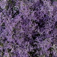 thumbnail image 4 of Member's Mark Limonium, 60 Stems, choose color, 4 of 6