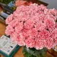thumbnail image 6 of Member's Mark Carnations, choose color and stem count, 6 of 7