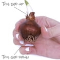 thumbnail image 7 of Member's Mark Narcissus Paperwhite Dormant Bulbs, 20pk, 7 of 9