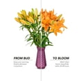 thumbnail image 6 of Member's Mark LA Hybrid Lilies, choose color and stem count, 6 of 8