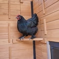 thumbnail image 3 of Backyard Discovery Sweetwater Cedar Wooden Chicken Coop with Run, Nesting Box, and Automatic Door, 3 of 8