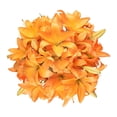 thumbnail image 1 of Member's Mark LA Hybrid Lilies, choose color and stem count, 1 of 8