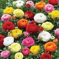 thumbnail image 3 of Member's Mark Ranunculus Blend Dormant Bulbs, 75pk, 3 of 9
