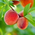 thumbnail image 2 of Live 5 Gal. Flordaking Peach Tree in Growers Pot, 2 of 2